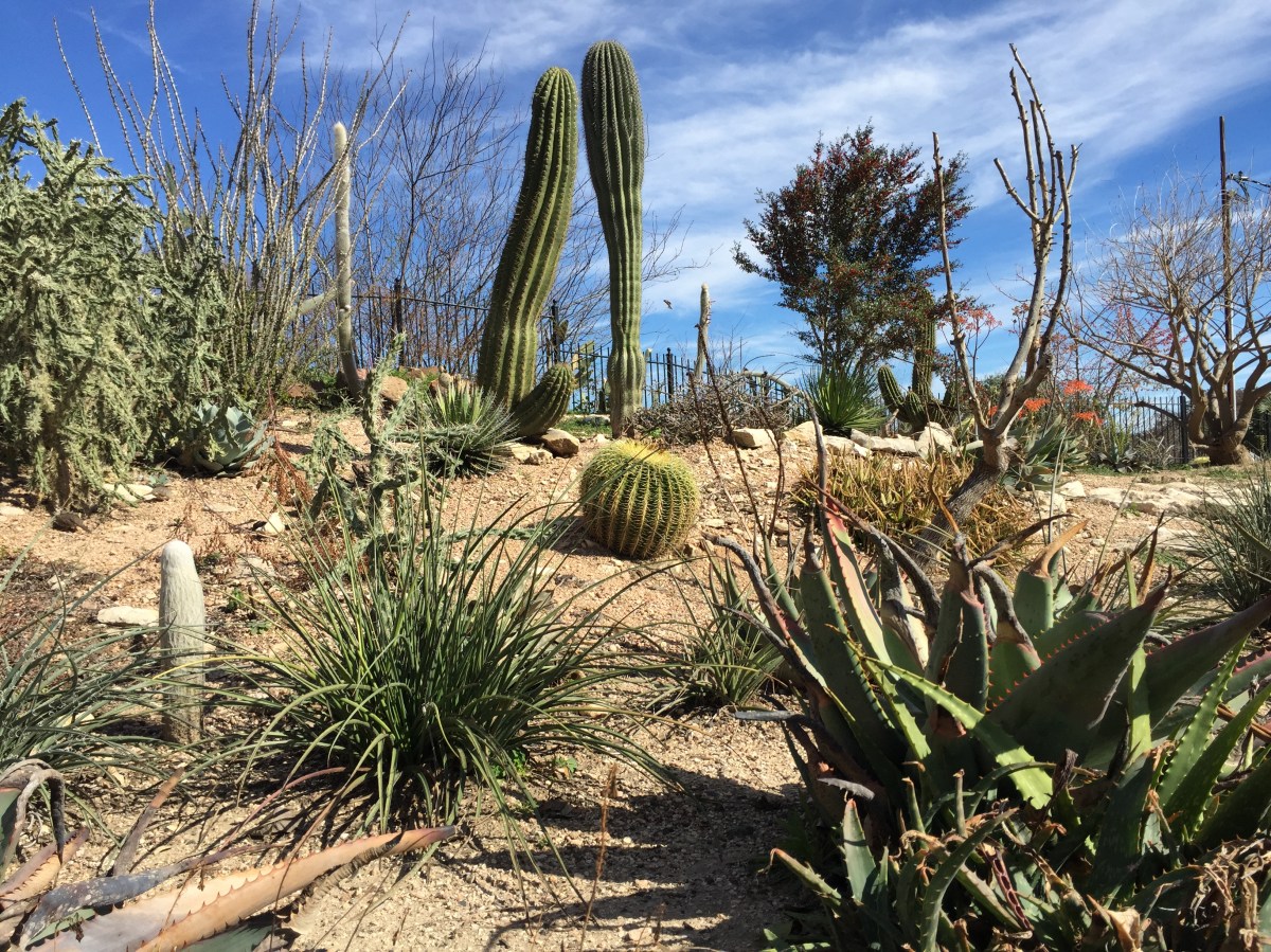 San Antonio Zoo Landscaping